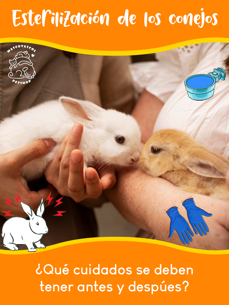 Esterilización en conejos: cuidados