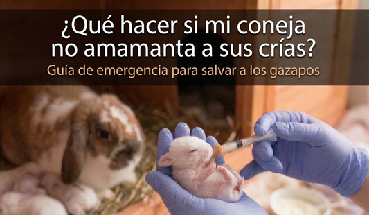 ¿Qué hacer si mi coneja no amamanta a sus crías?