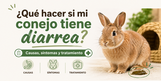 ¿Qué hacer si mi conejo tiene diarrea? Causas, síntomas y tratamiento