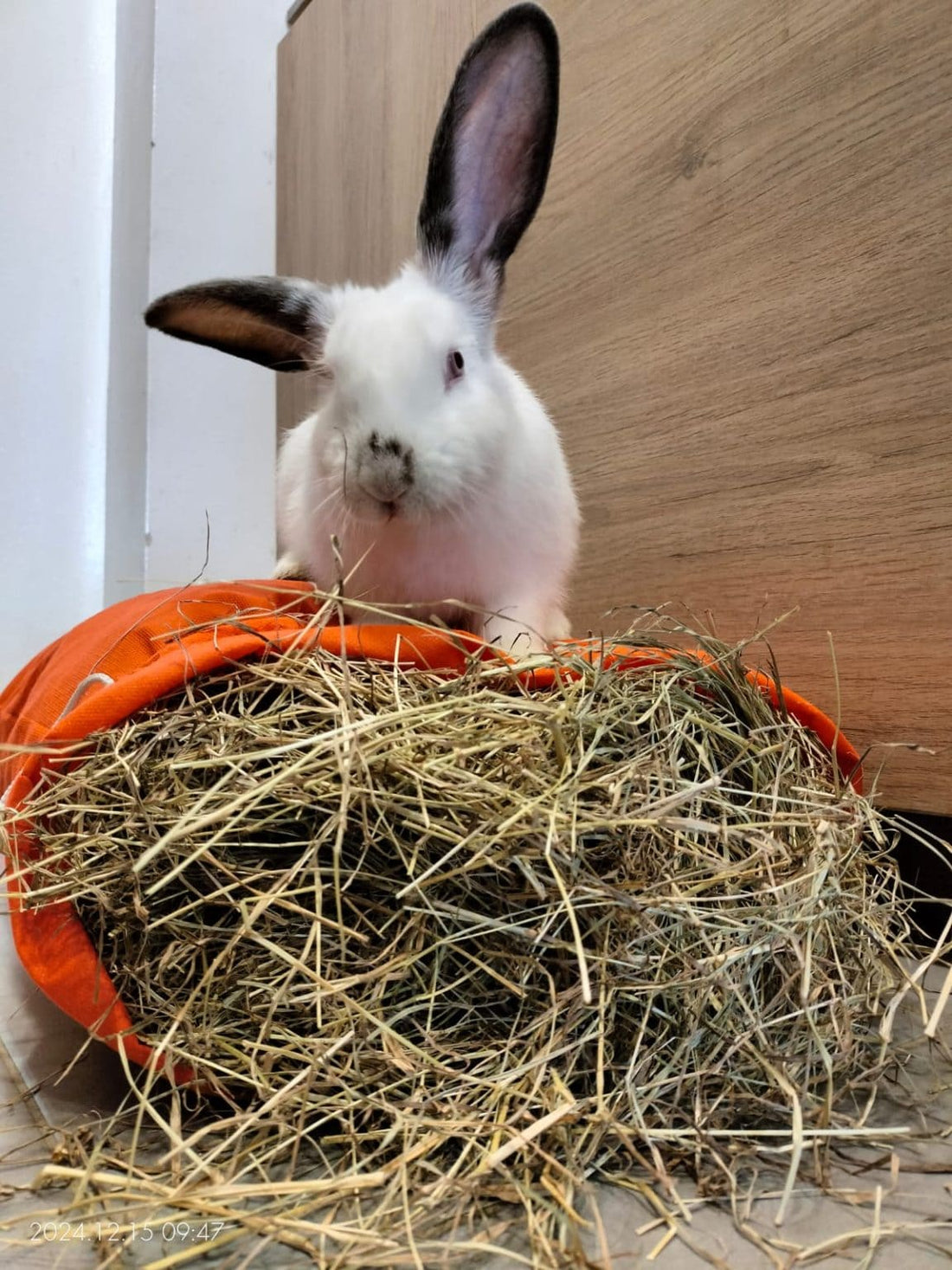 Heno para conejos: Alimento y salud