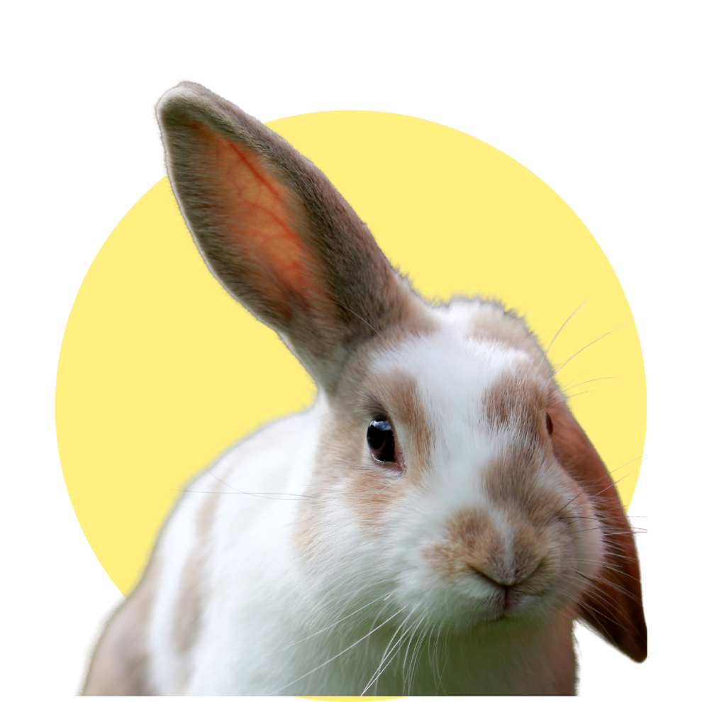 Heno, alimentos, juguetes y accesorios para conejos. Compra online en tienda especializada con envíos en Bogotá y toda Colombia.