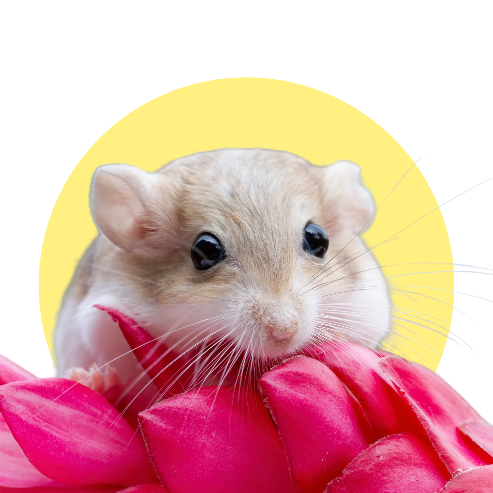 Alimentos, jaulas, accesorios y juguetes para hámster. Compra online con envíos en Bogotá y a toda Colombia.